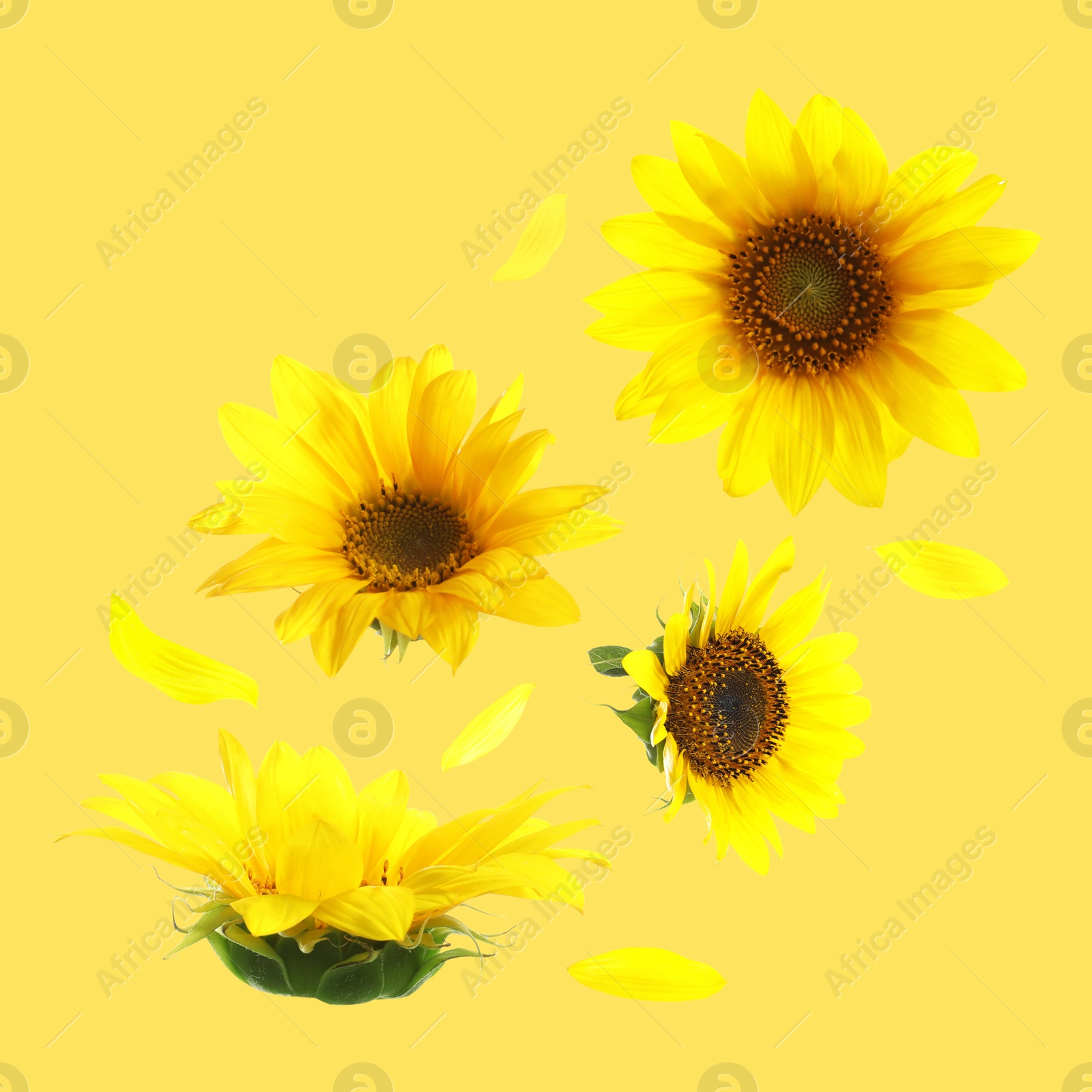 Image of Bright sunflowers in air on golden background