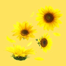 Image of Bright sunflowers in air on golden background