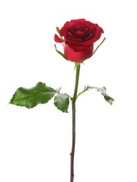 Photo of Beautiful red rose on white background. St. Valentine's day celebration