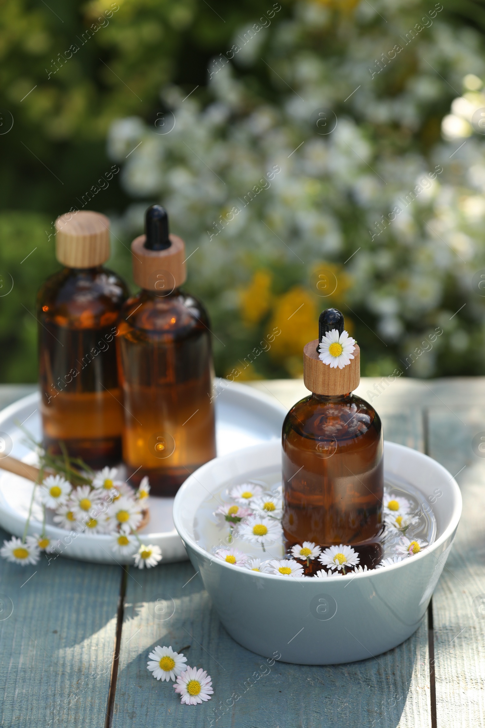 Photo of Bottles of chamomile essential oil and flowers on grey wooden table