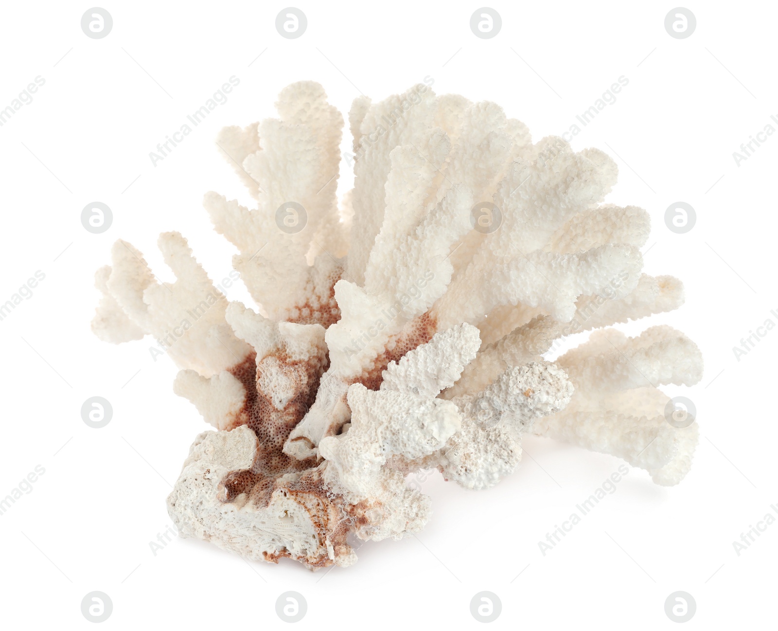 Photo of Beautiful exotic sea coral isolated on white