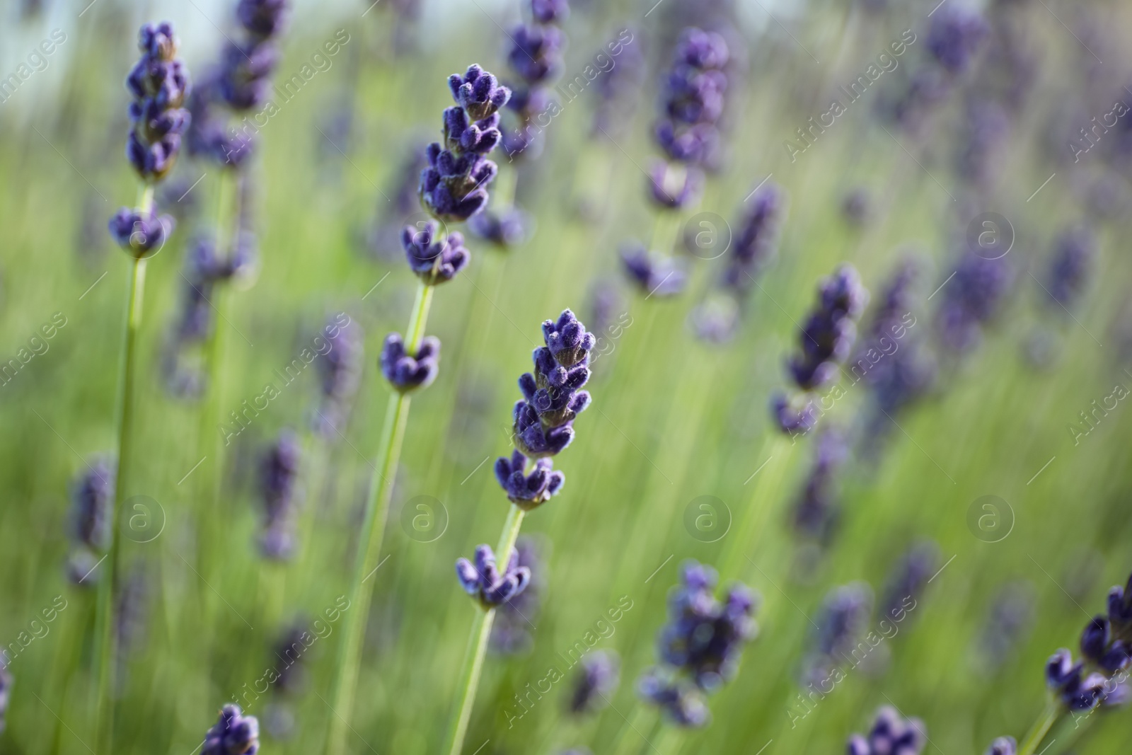 Photo of Beautiful lavender flowers growing in field, closeup