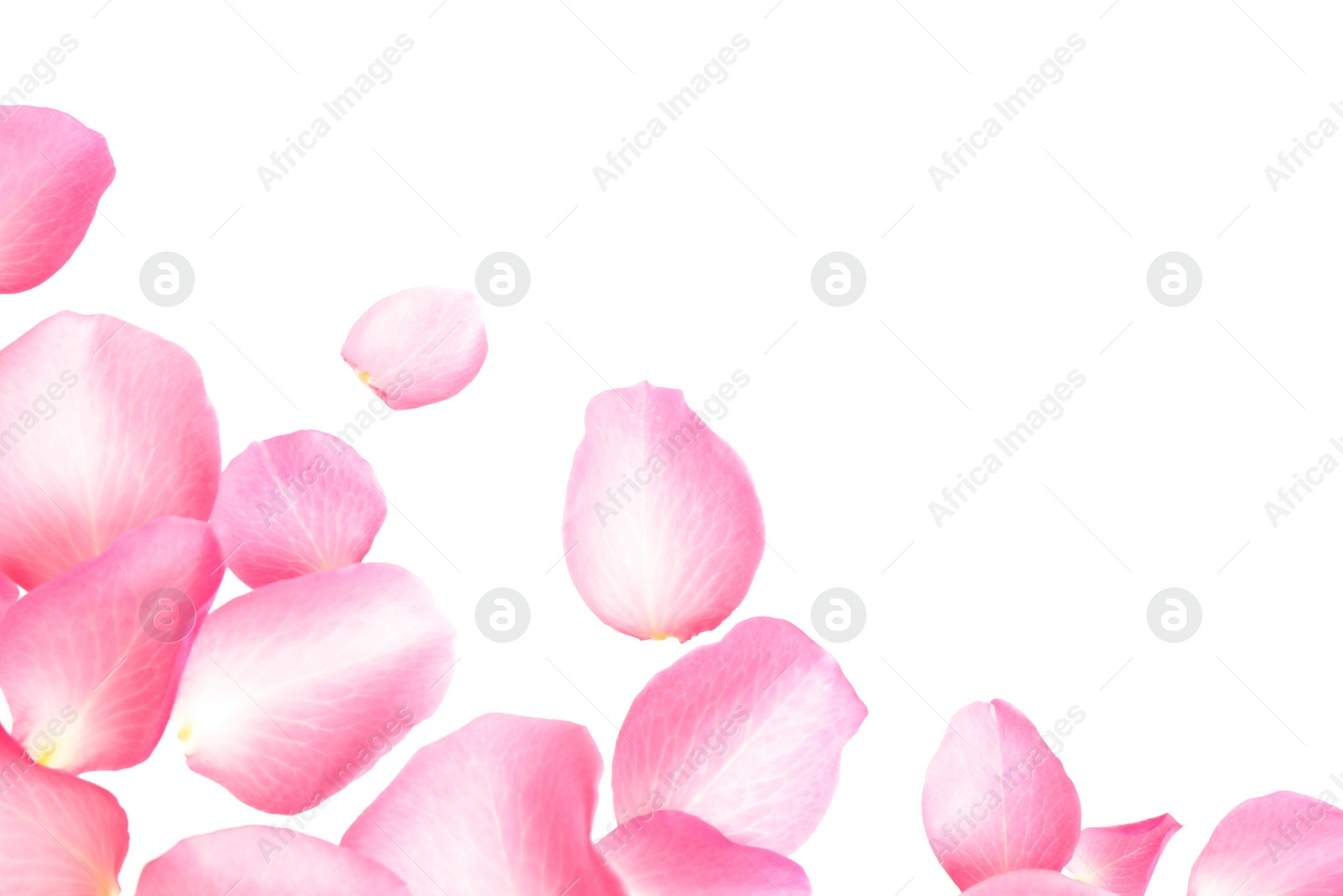 Photo of Fresh pink rose petals on white background, top view