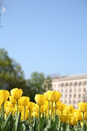 Photo of Many beautiful yellow tulips growing on sunny day outdoors, space for text. Spring season