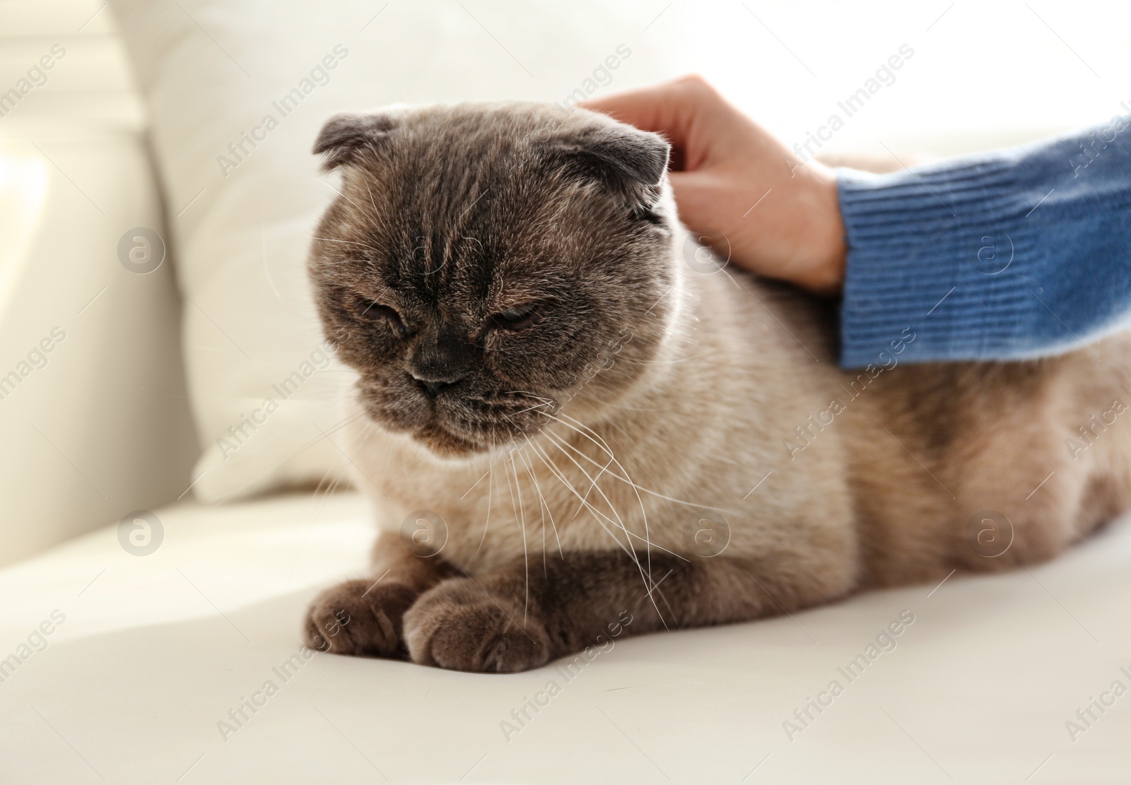 Photo of Woman petting her cute cat at home, closeup. Fluffy pet