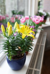 Beautiful blooming potted lily on windowsill indoors