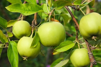 Photo of Green apples and leaves on tree branches in garden, closeup