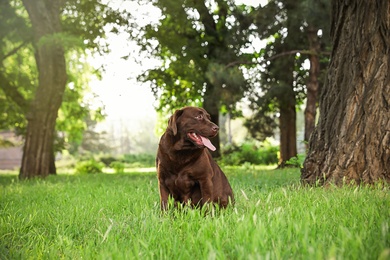 Photo of Cute Chocolate Labrador Retriever dog sitting on green grass in park