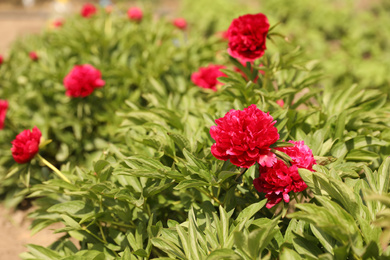 Photo of Beautiful blossoming peony bushes outdoors on spring day