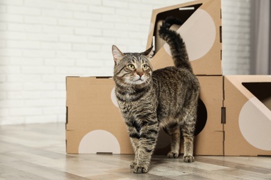 Photo of Cute tabby cat near cardboard house in room. Friendly pet