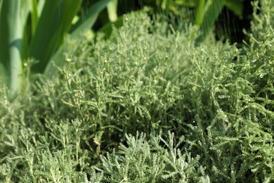 Photo of Beautiful green plant in garden on rainy day