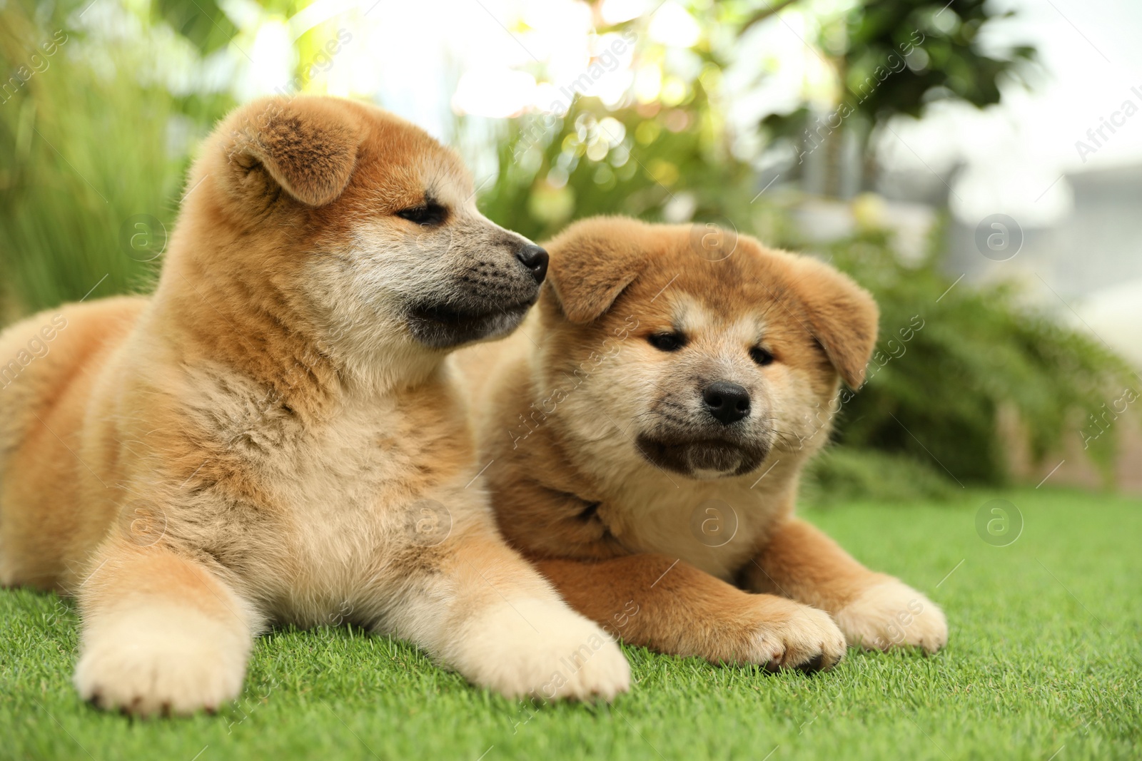 Photo of Cute Akita Inu puppies on green grass outdoors. Baby animals