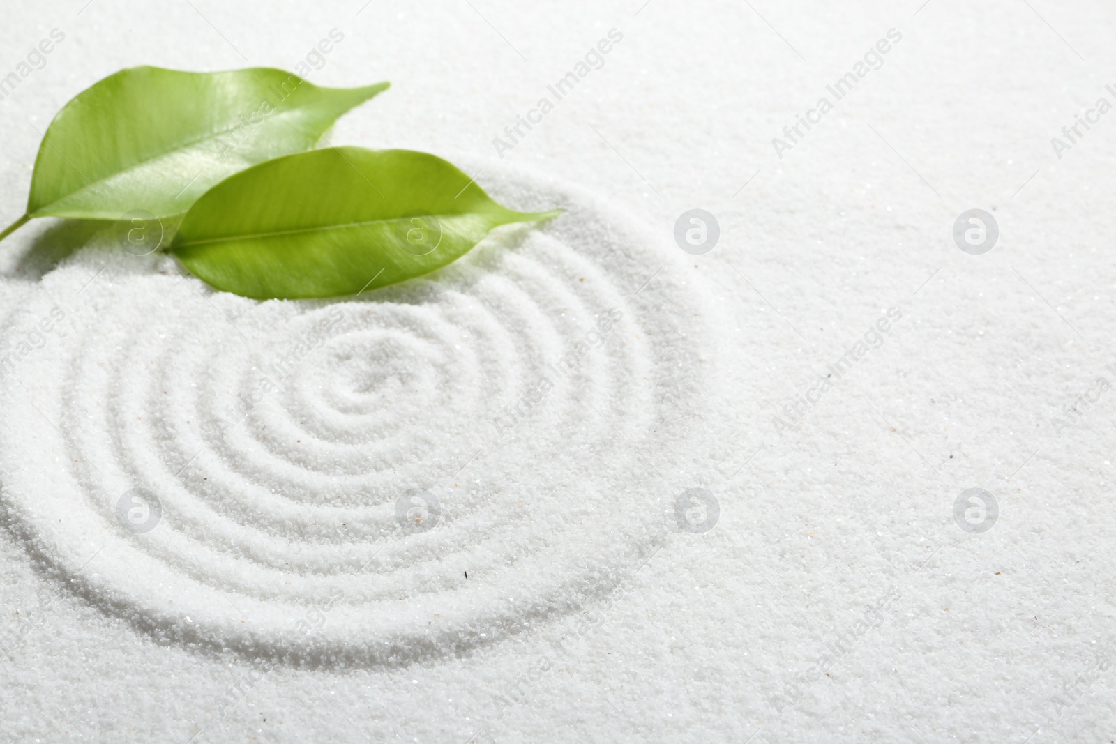 Photo of Zen rock garden. Circle pattern and green leaves on white sand