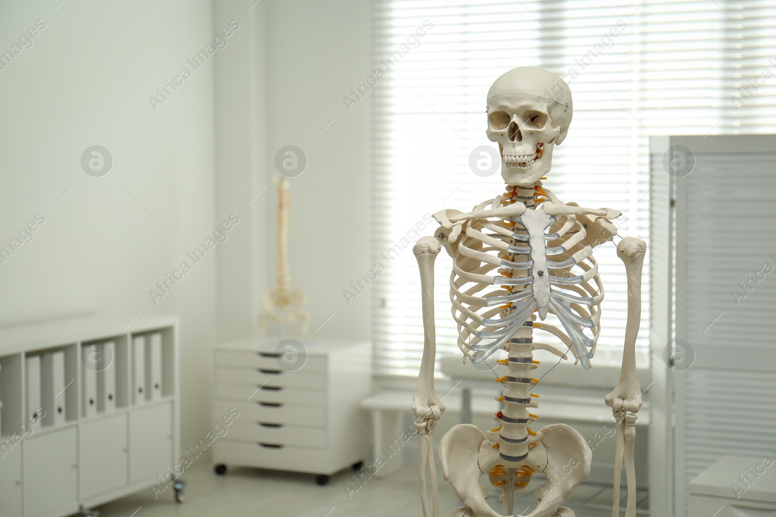 Photo of Human skeleton model in orthopedist's office. Space for text