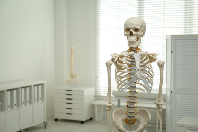 Human skeleton model in orthopedist's office. Space for text