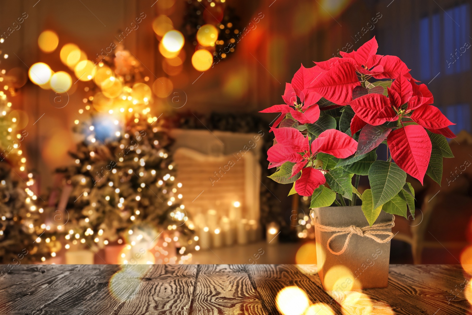 Image of Christmas traditional poinsettia flower on table in decorated room, space for text