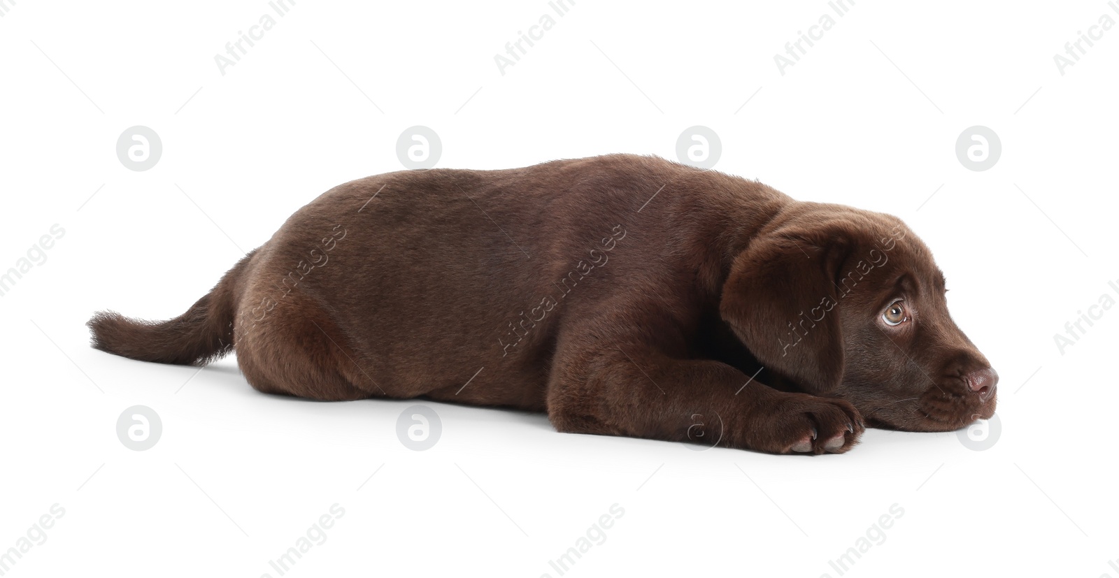 Cute chocolate Labrador Retriever puppy lying on white background Photo of Cute chocolate Labrador Retriever puppy lying on white background