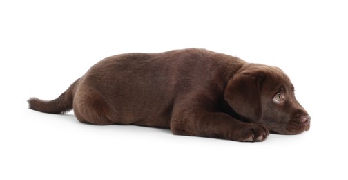 Photo of Cute chocolate Labrador Retriever puppy lying on white background