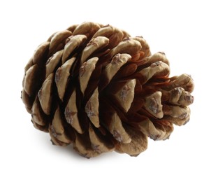 Beautiful dry pine cone isolated on white