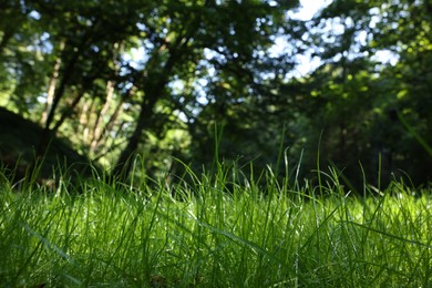 Beautiful lawn with green grass growing outdoors, low angle view