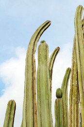 Photo of Beautiful Saguaros cactuses against sky, low angle view