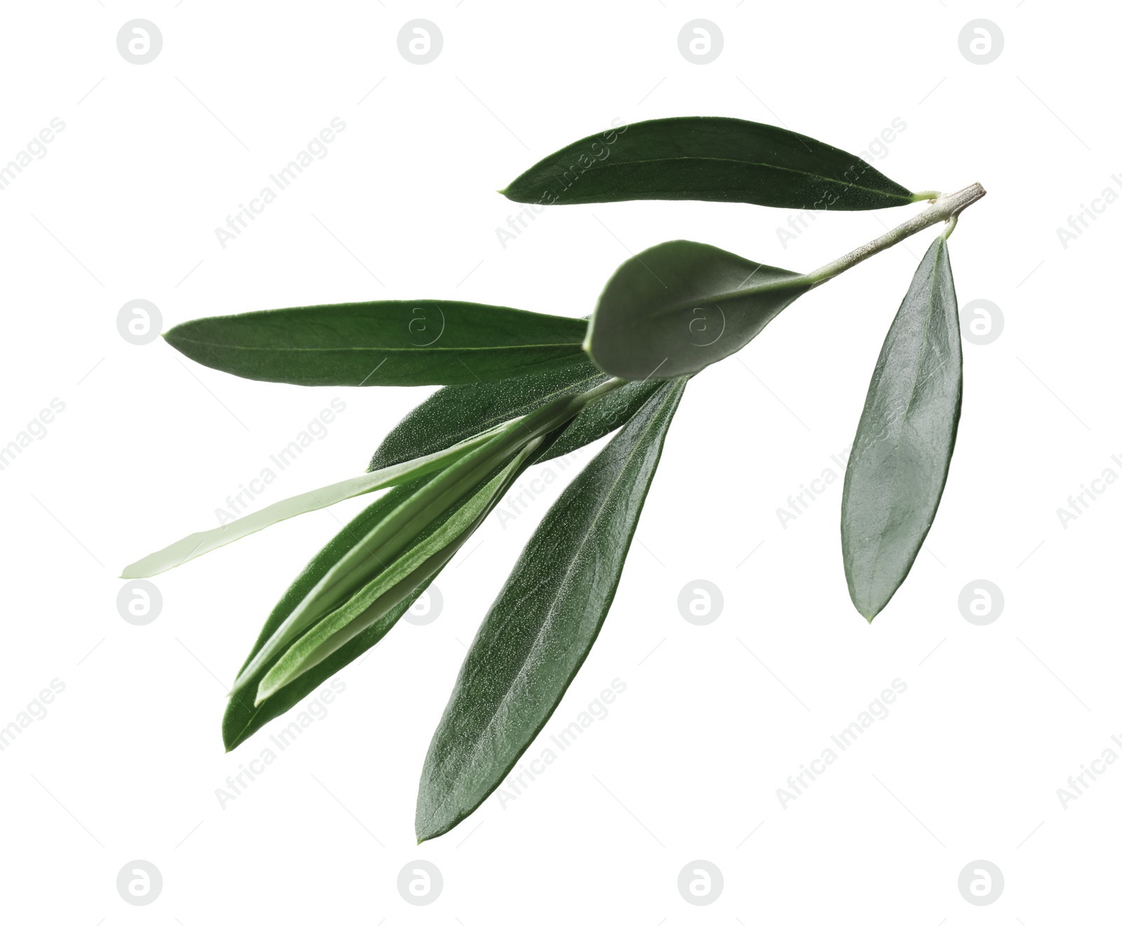 Photo of Olive twig with fresh green leaves on white background