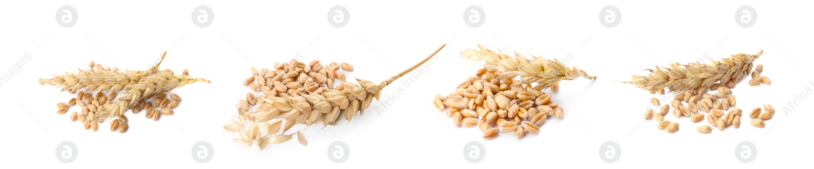 Image of Set with heaps of wheat grains on white background. Banner design