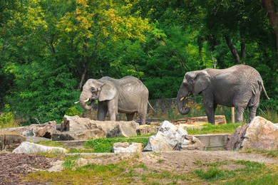 Beautiful elephants in zoo on sunny day