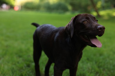 Adorable Labrador Retriever dog in park, closeup