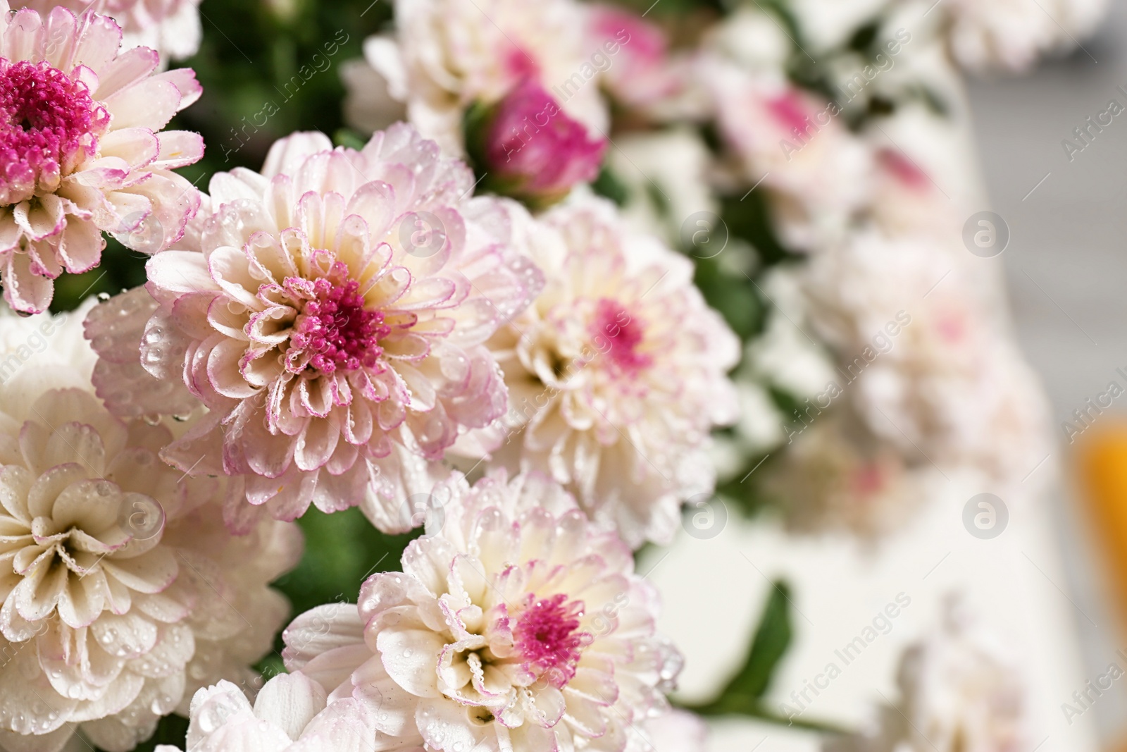 Photo of Beautiful colorful chrysanthemum flowers with water drops, closeup. Space for text