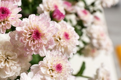 Beautiful colorful chrysanthemum flowers with water drops, closeup. Space for text