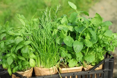 Photo of Different aromatic potted herbs in crate outdoors, closeup