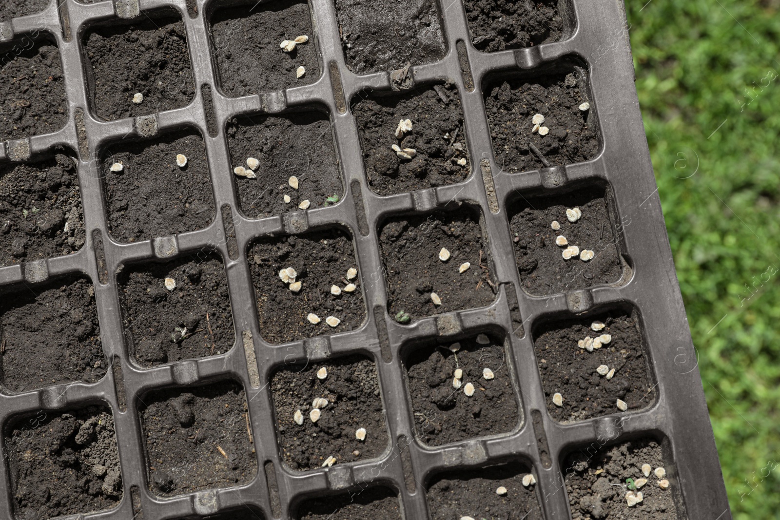 Photo of Plastic seed box with soil and grains outdoors, top view