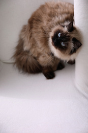 Photo of Cute Balinese cat on armchair at home, top view. Fluffy pet
