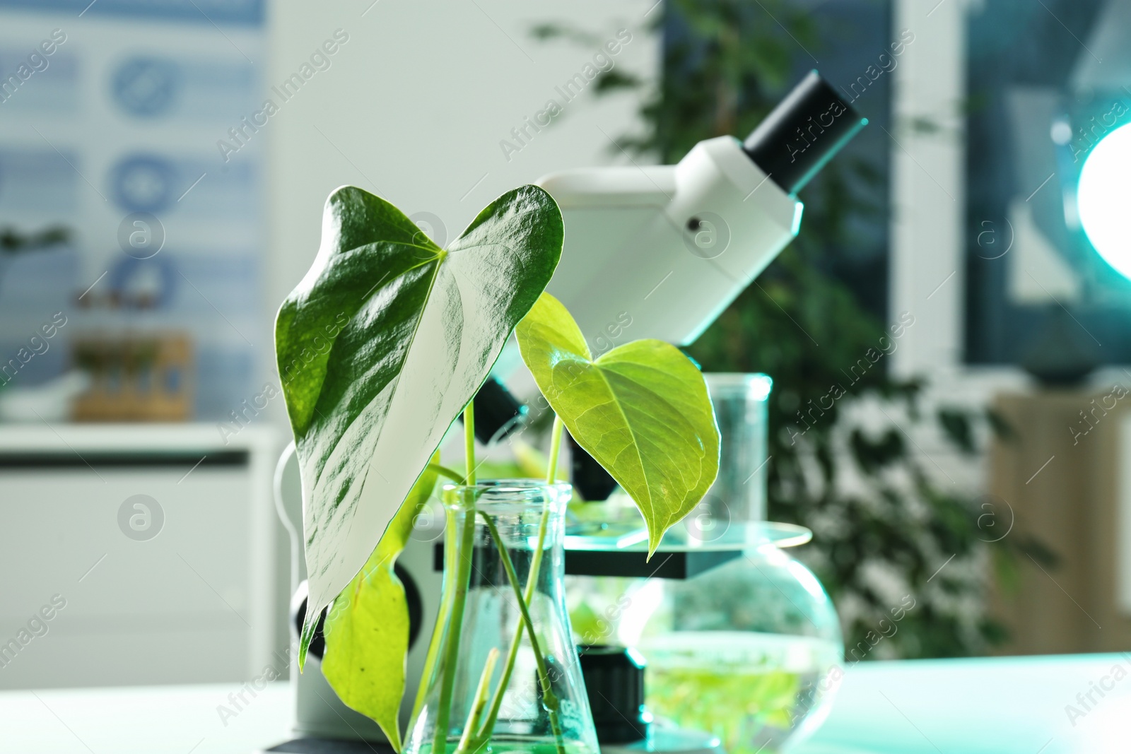 Photo of Flask with green plant against microscope in laboratory