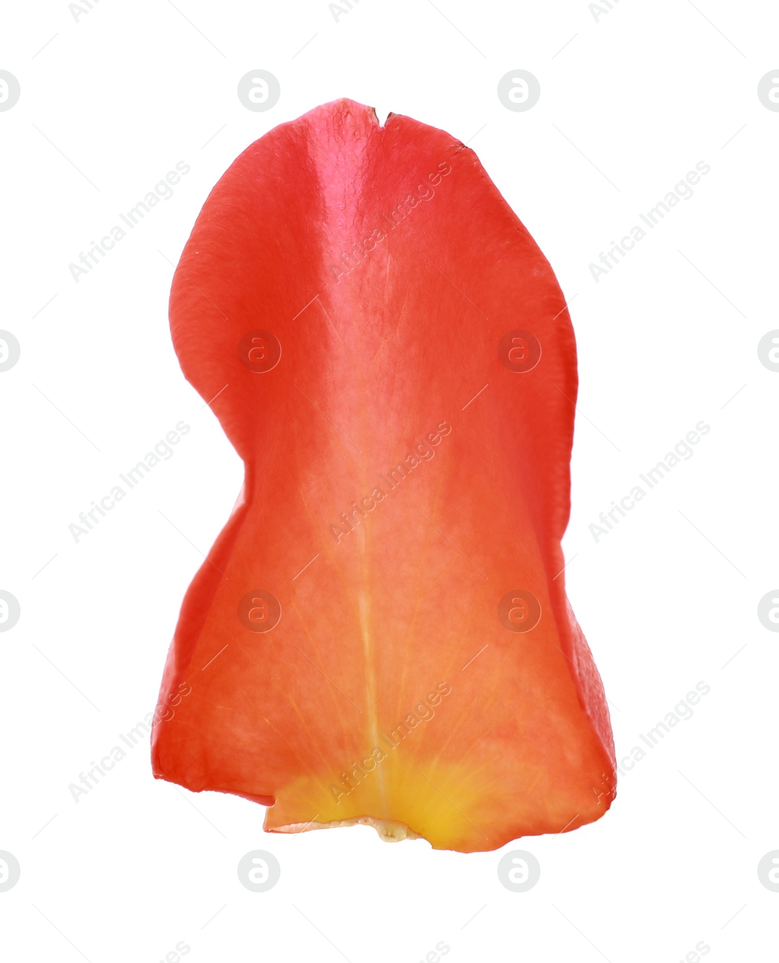 Photo of Beautiful pale red rose petal isolated on white