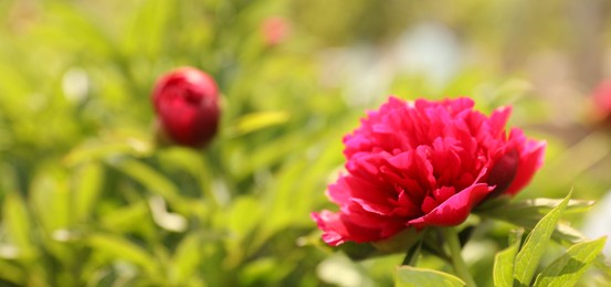 Photo of Beautiful red peony outdoors on spring day, closeup