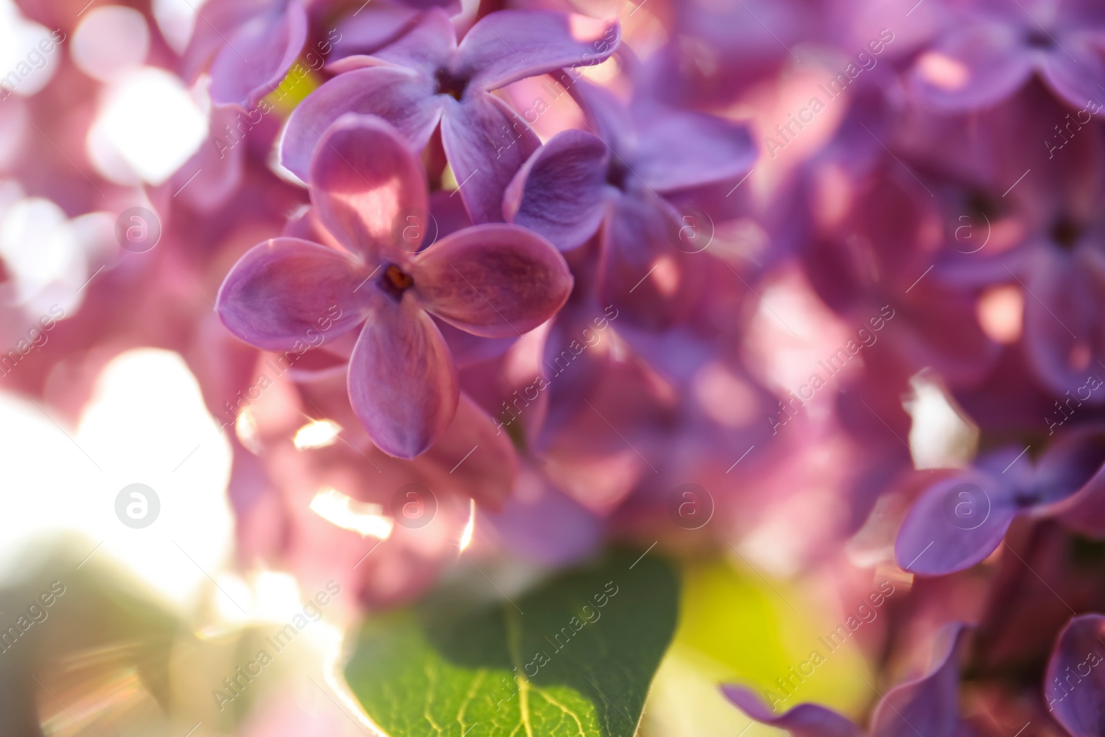 Photo of Closeup view of beautiful blooming lilac shrub outdoors