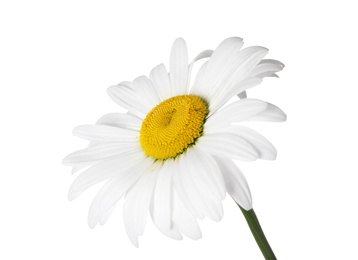 Photo of Beautiful fragrant chamomile flower isolated on white