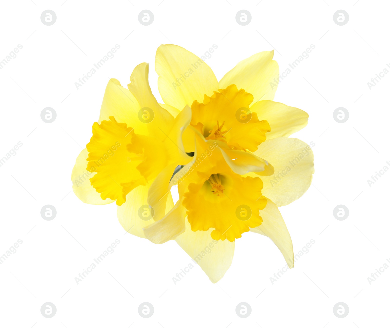 Photo of Beautiful daffodils on white background. Fresh spring flowers