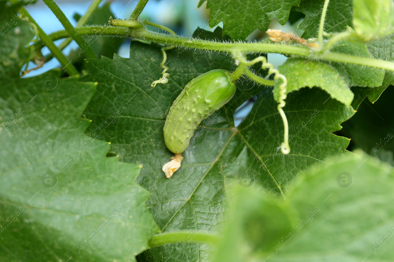 Photo of Cucumber ripening on bush in garden, closeup