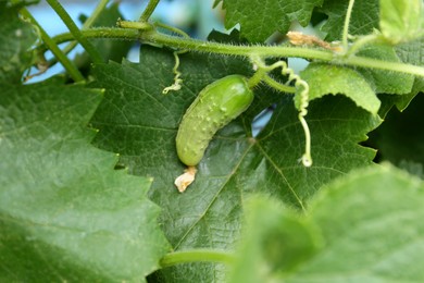 Photo of Cucumber ripening on bush in garden, closeup