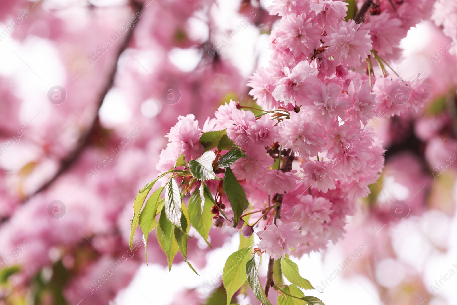 Photo of Beautiful blossoming sakura outdoors on spring day, closeup