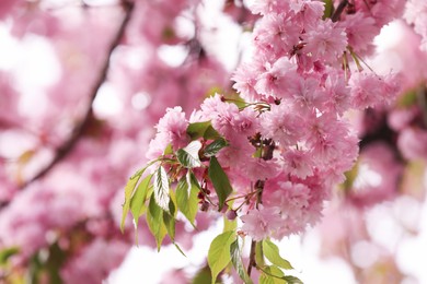 Beautiful blossoming sakura outdoors on spring day, closeup