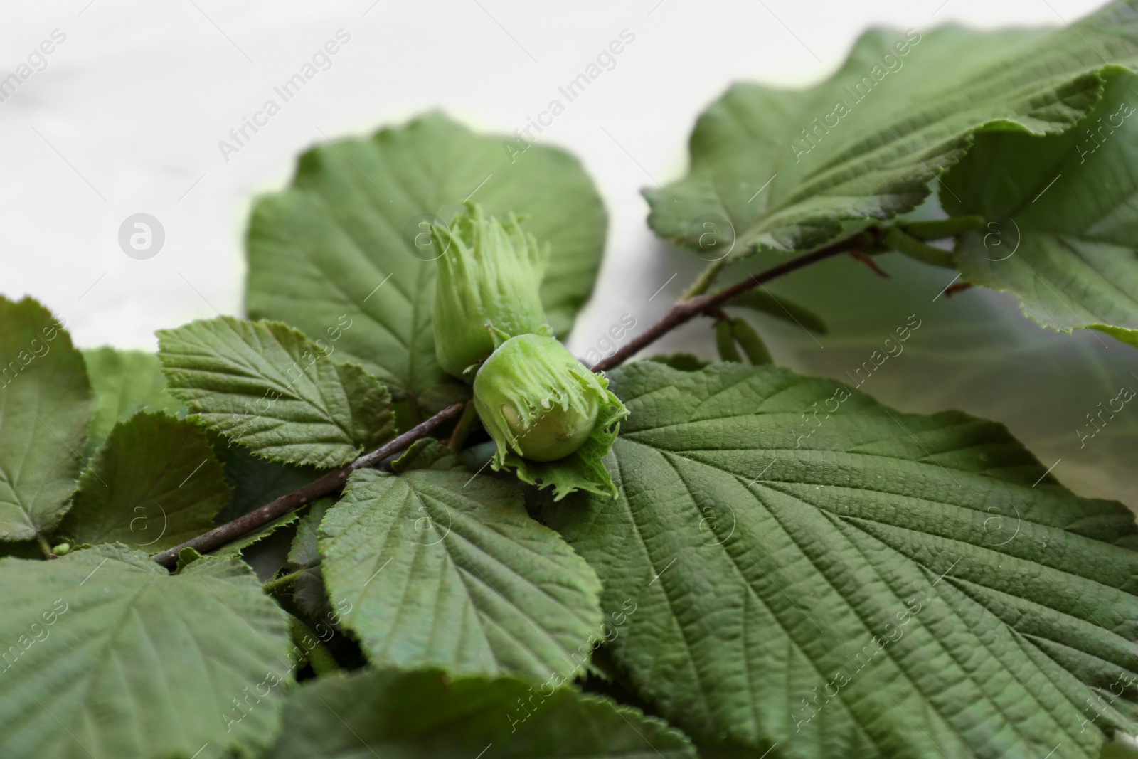 Photo of Branch with unripe hazelnuts on light table, closeup