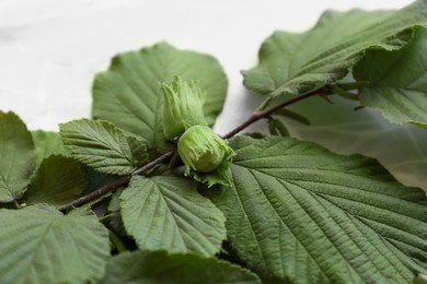 Branch with unripe hazelnuts on light table, closeup