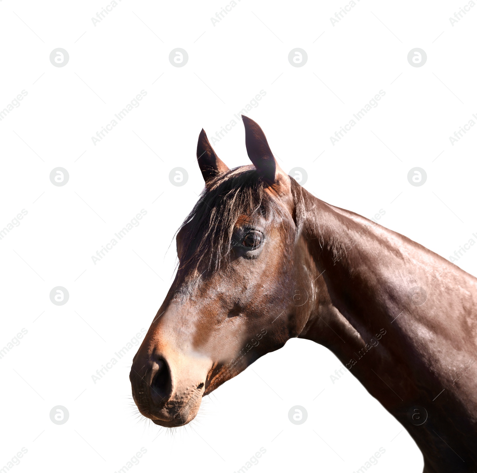 Image of Closeup view of bay horse isolated on white. Beautiful pet  