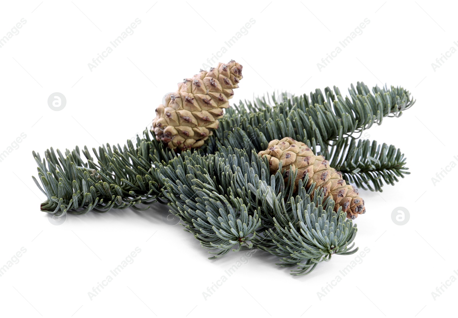 Photo of Fir tree branch with pinecones isolated on white