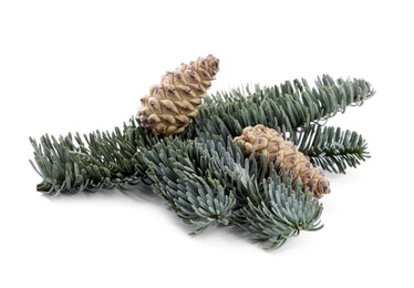 Fir tree branch with pinecones isolated on white