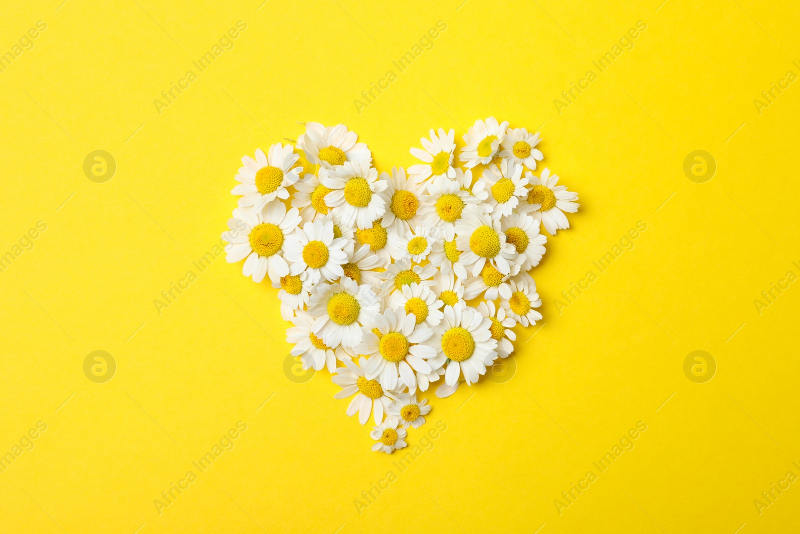 Photo of Heart made with fresh chamomiles on yellow background